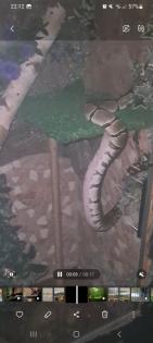2 Königspython weiblich Terrarium groß