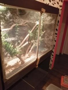 Boa constrictor imperator