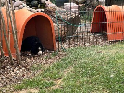 Berner Sennenhund Welpen suchen noch ein Zuhause