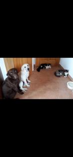 Verkaufe schöne Labrador Welpen
