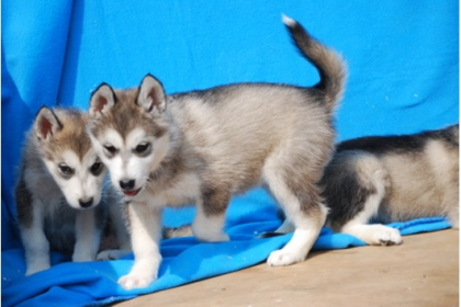 TYPVOLLE SIBERIAN HUSKY WELPEN AUS SERIÖSER HOBBYZUCHT MIT HERZ VERSTAND