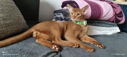 Charmanter reinrassiger 12 Monate alter Abessinier Kater mit Abstammungsurkunde