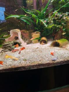 Guppy Männchen