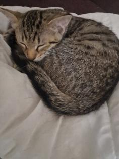 12 Wochen alte süße kitten
