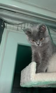 Verkaufe meine süße katze