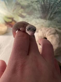Leopardgecko nachzuchten