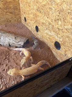 Leopard geckos mit terrarium und zubehör