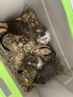 Degu Babys sind bereit für ihr neues Zuhause