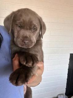 Niedliche Labrador-Welpen suchen ein liebevolles Zuhause
