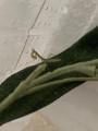 Rhombodera Magaera Mantis, Gottesanbeterin L3