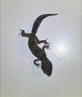 Leopardgeckos