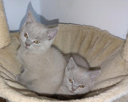 Reinrassige, süße Britisch-Kurzhaar Kitten warten auf Dich