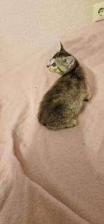 BKH Kitten suchen ein liebevolles neues Zuhause