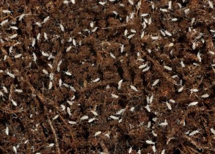Springschwänze Bodenpolizei für Terrarium Asseln