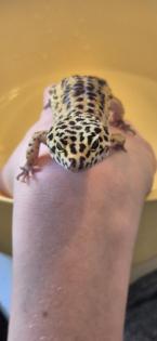 Leopardengecko in Terrarium inkl. üppigen Zubehör