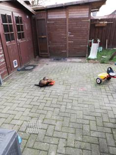 Zwei süße Frettchen Brüder