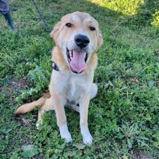 Freddie / Status sucht ein Zuhause