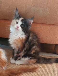Wunderschöne Maine Coon Kitten