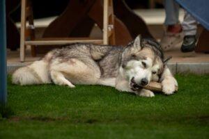 WAPAJ - weiblich 3 Jahre 56 cm 19 kg Husky Gechipt Nicht kastriert