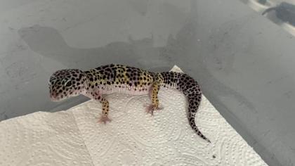 Leopardgecko Terrarium Zubehör