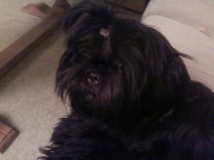 Shi Tzu Hündin