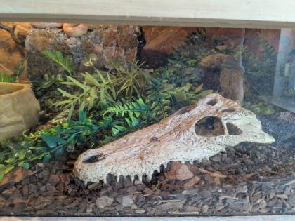 Kornnatter mit Terrarium inkl. Zubehör