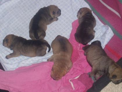 Shar Pei Welpen