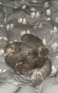 Britisch Kurzhaar Kitten