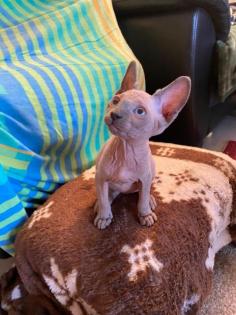 Canadian Sphynx Kitten,