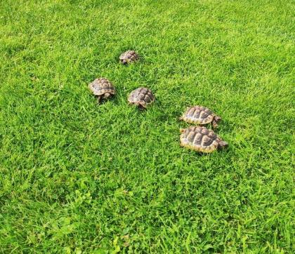 Griechische Landschildkröten / Testudo hermanni NZ von 2022