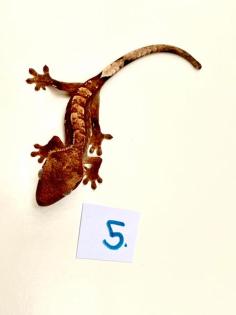 Kronengeckos Rhacodactylus syn. Correlophus ciliatus