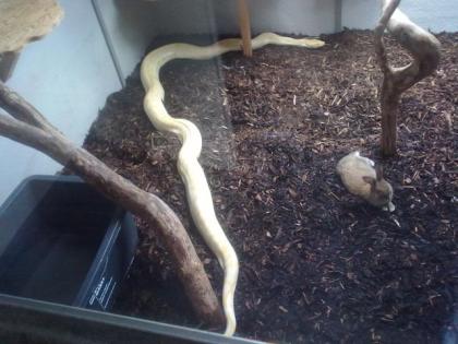 Verkaufe/tausche 1. 1 tigerpython
