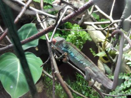 Furcifer Pardalis, Ambilobe, Pantherchamäleon