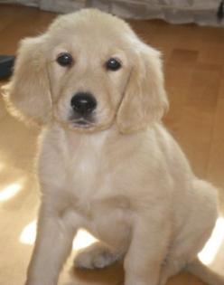 Golden Retriever Welpe-Rüde