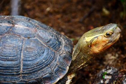 Gelbrandschanierschildkröte