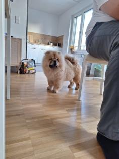 Chow Chow zu verkaufen.