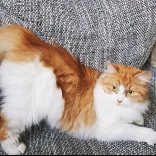 Maine coon katze zum verkaufen