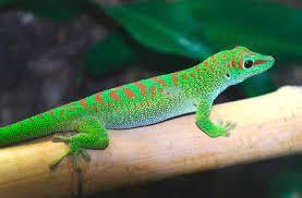 Grosser Madagaskar Taggecko Nachzuchten