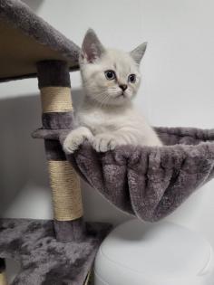 Bkh kitten männlich