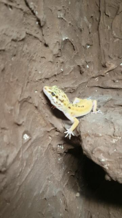 Leopardengeckos zu verkaufen