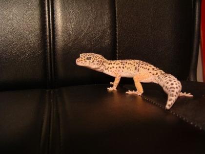 2 x Leopartgeckos