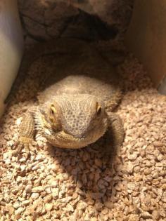 2 x Bartagame von privat abzugeben