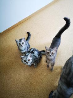 Reinrassige BKH Kitten suchen dich
