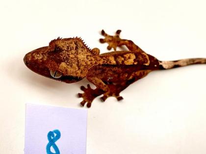 Kronengeckos Rhacodactylus syn. Correlophus ciliatus