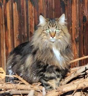 Norwegische waldkatze