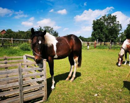 Paint Horse Hengst zu verkaufen