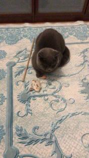 BKh Deckkater Blue