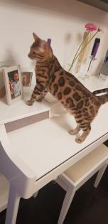 Liebevoller Kater Reinrassig Bengal in Gute Hände abzugeben