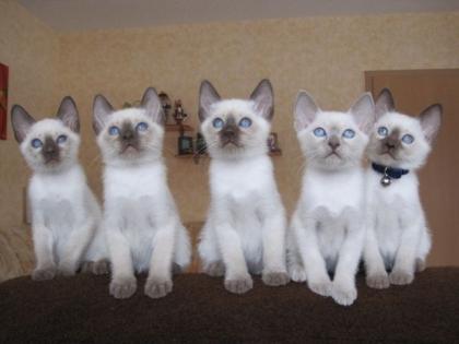 Siam Thai Katzen Reinrassig mit Stammbaum