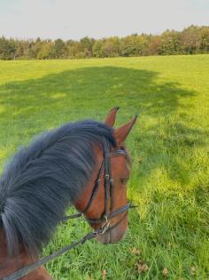 Reitbeteiligung Pferd sucht Reiter